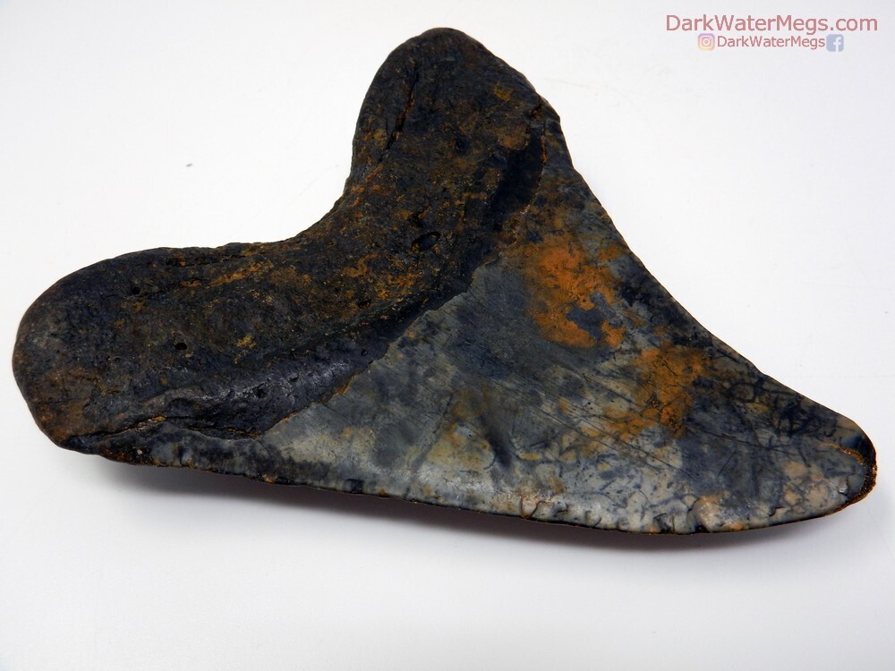 4.73&quot; wild patterned curved megalodon