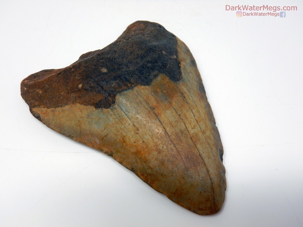 4.34&quot; dark orange megalodon