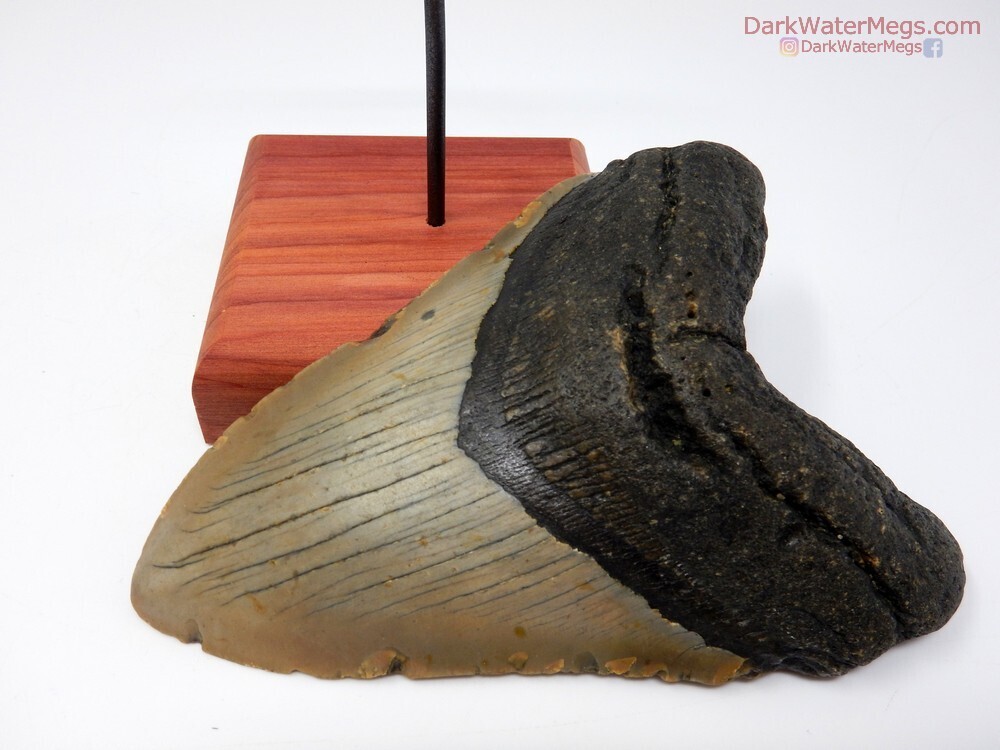 5.05&quot; gorgeous large megalodon