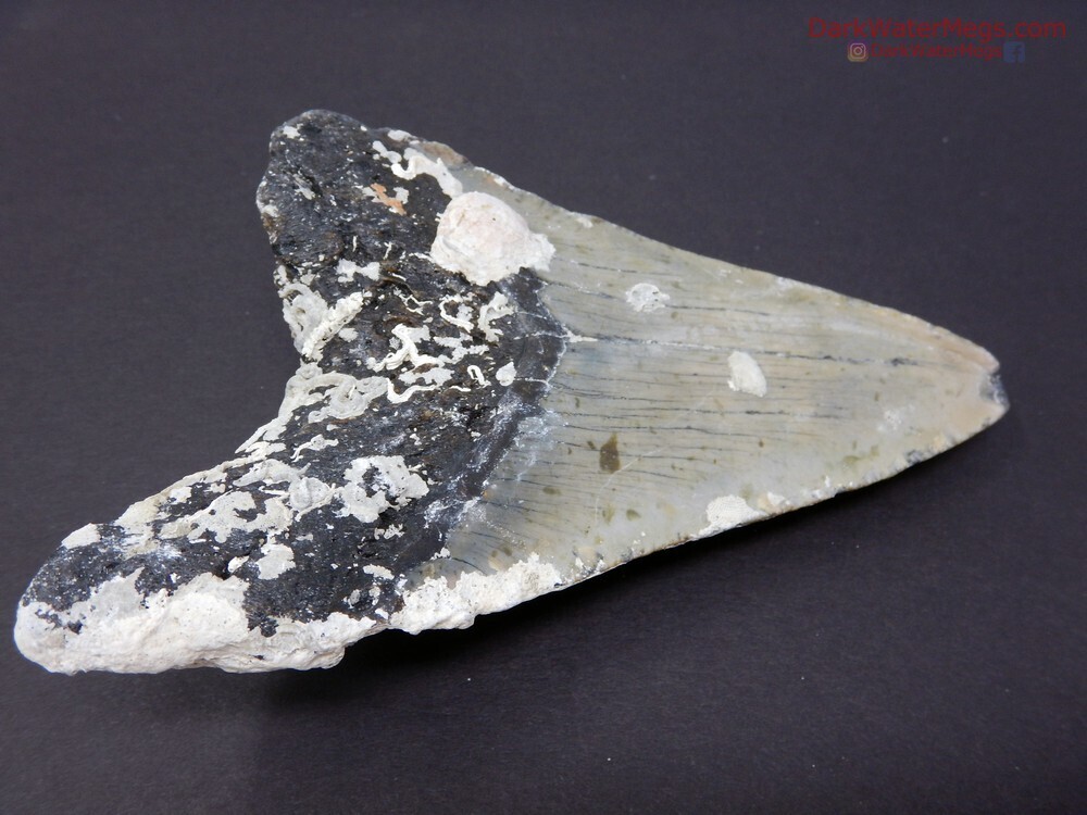 5.31&quot; large uncleaned megalodon fossil