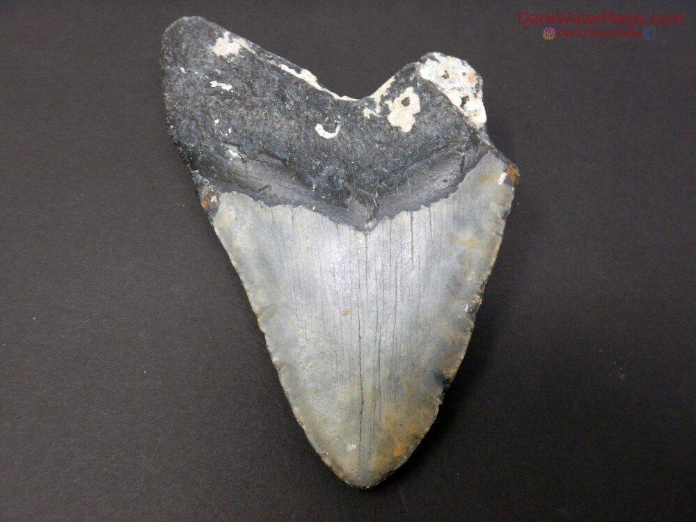 5.48&quot; very large uncleaned megalodon fossil