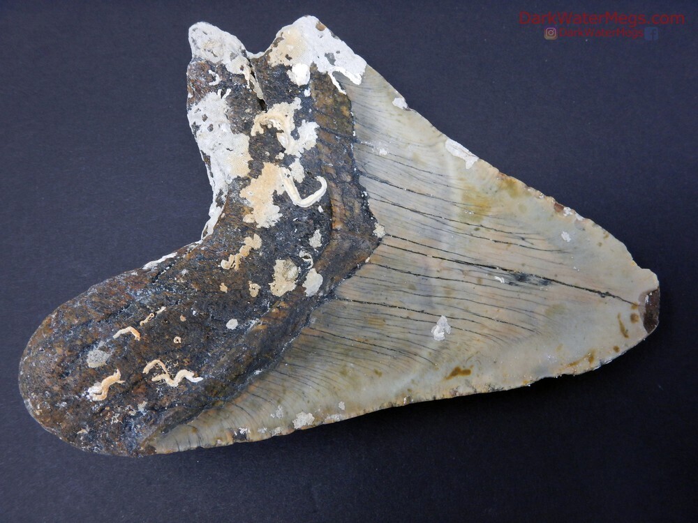 5.59&quot; huge uncleaned megalodon fossil