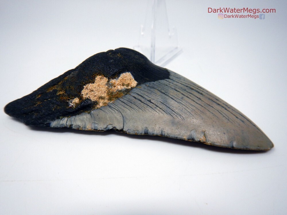 4.91&quot; nice color bargain megalodon on clear stand