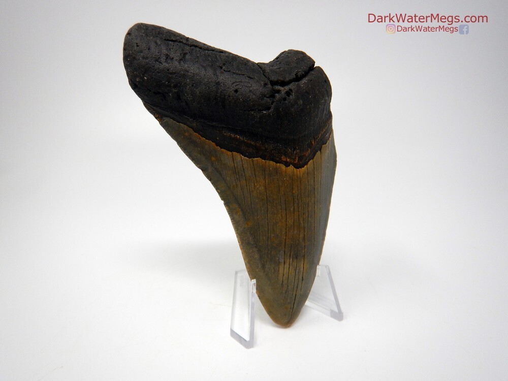 4.75&quot; nice bargain megalodon on clear stand