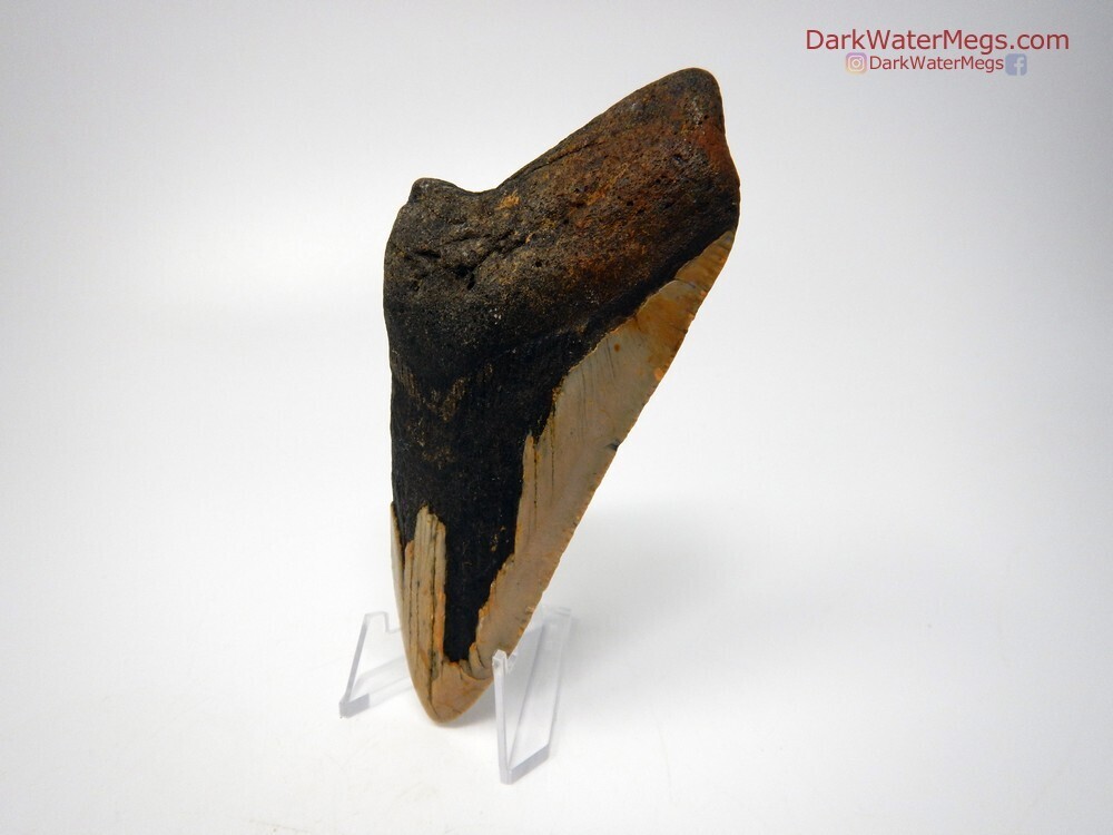 5.02&quot; large bargain megalodon on clear stand