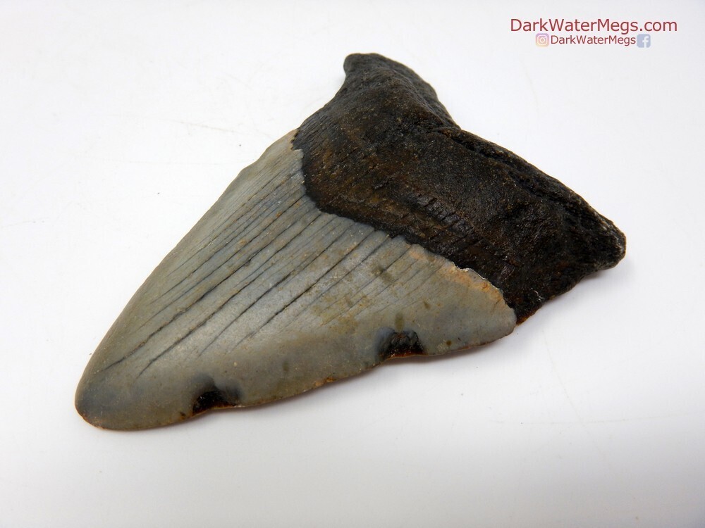3.55&quot; medium size megalodon