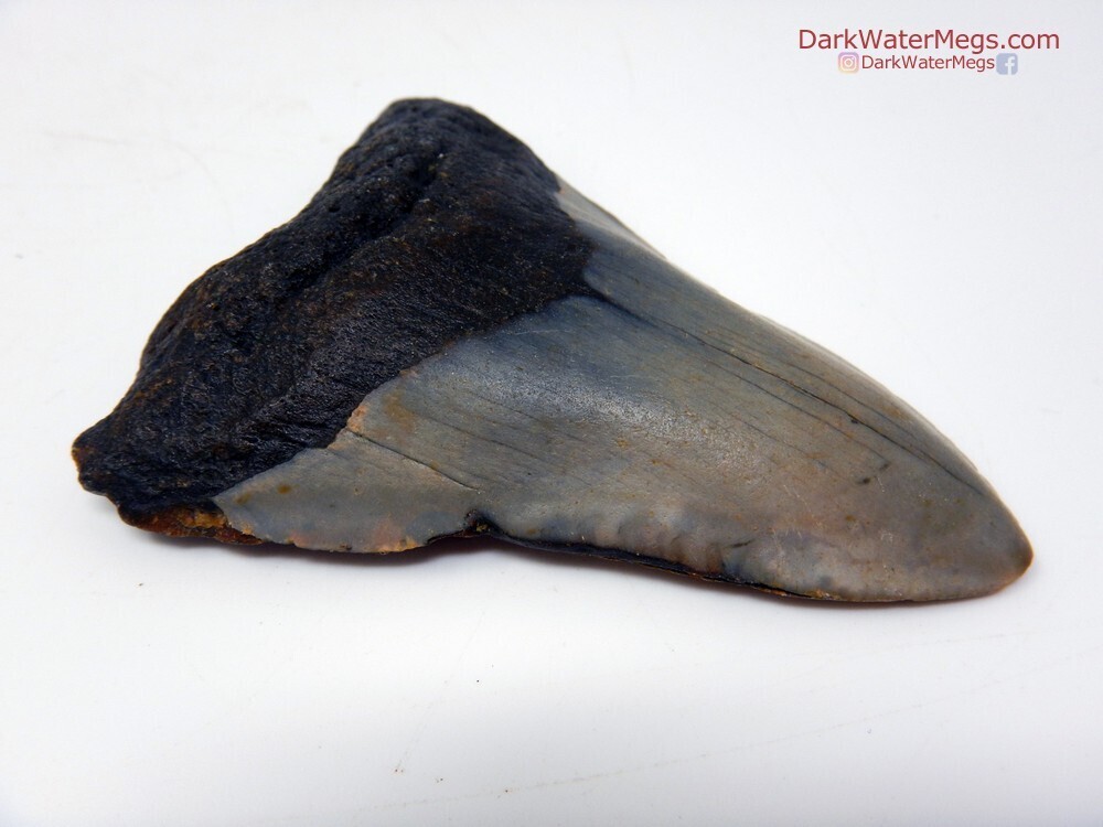 3.19&quot; blue grey and black  megalodon