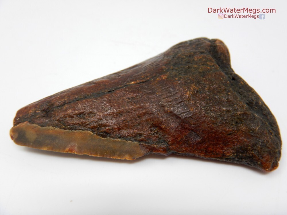 3.18&quot; crazy red/orange  megalodon