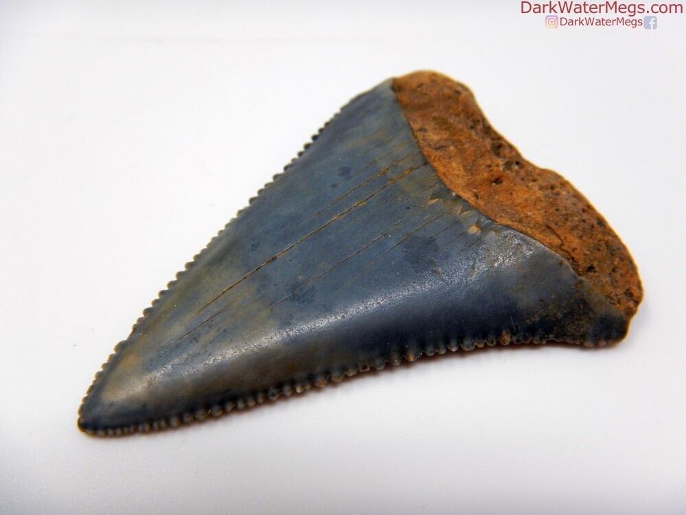 1.86&quot; blue and orange great white