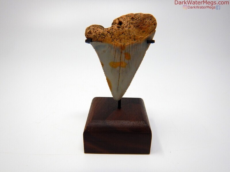 2.25&quot; giant great white on stand
