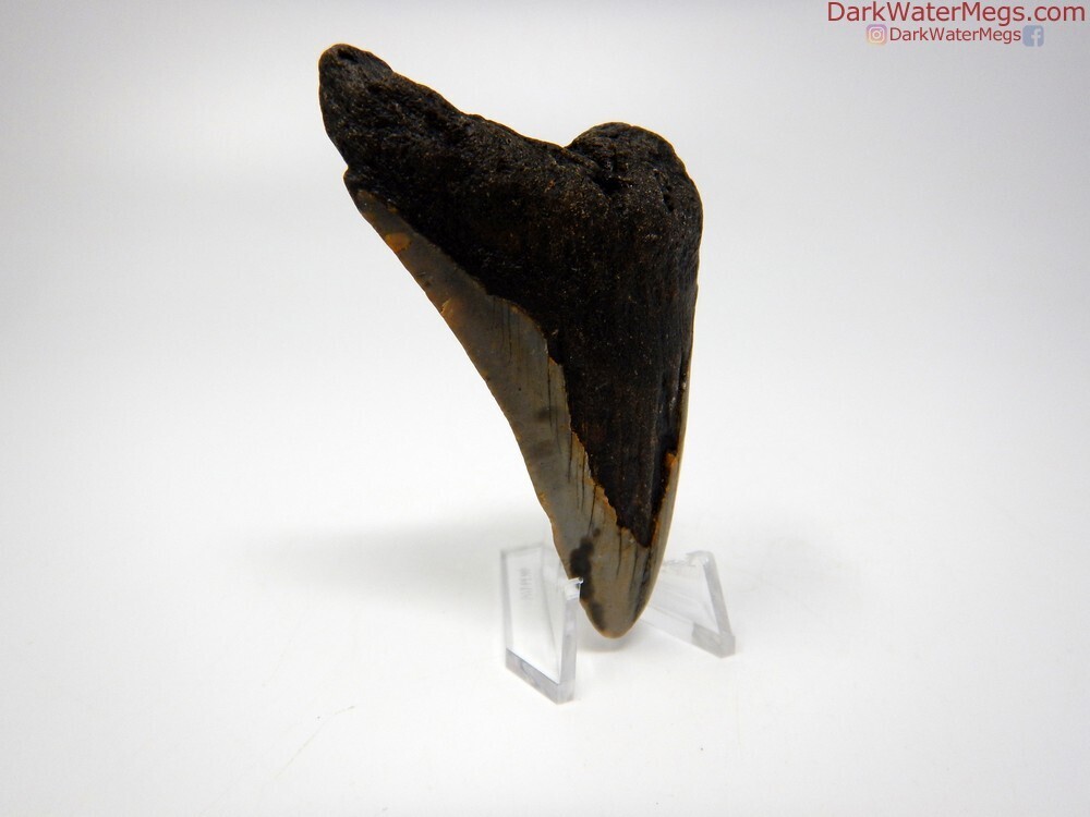 3.25&quot; bargain megalodon tooth
