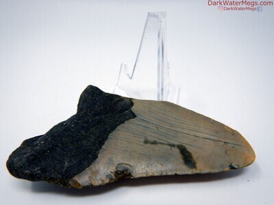 3.61" dark pattern megalodon tooth