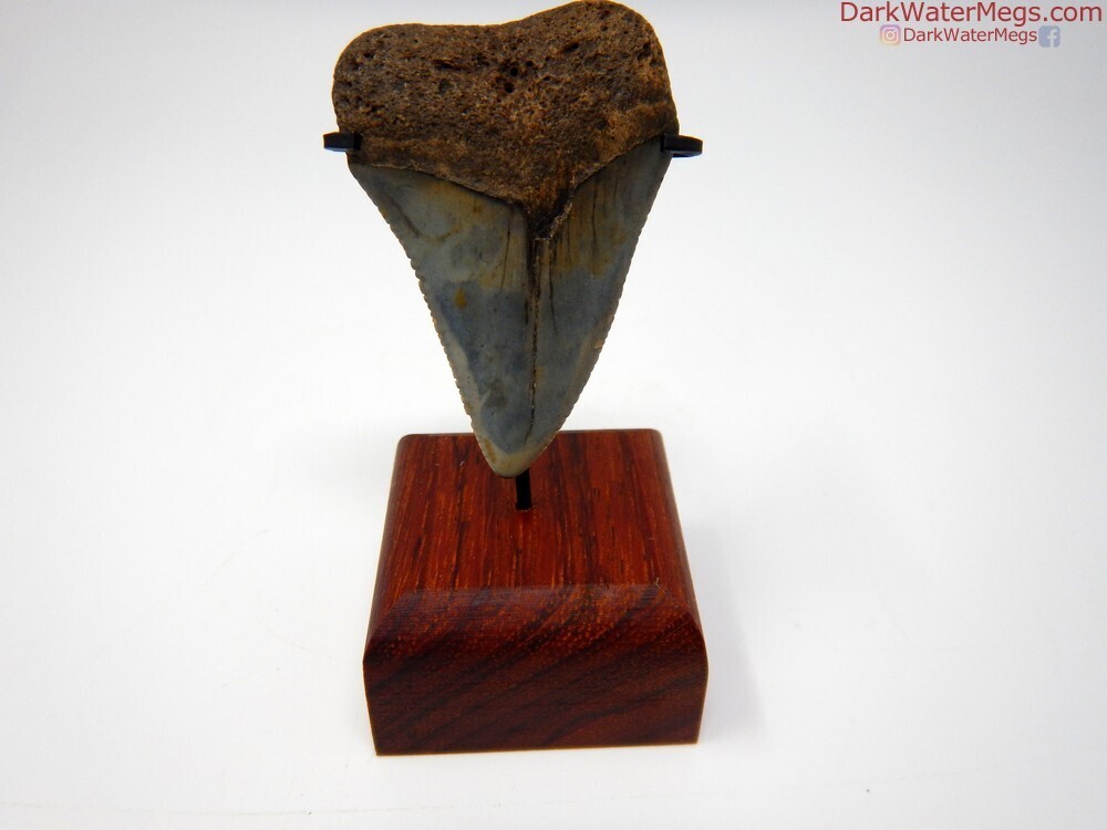 2.26&quot; dark great white on stand