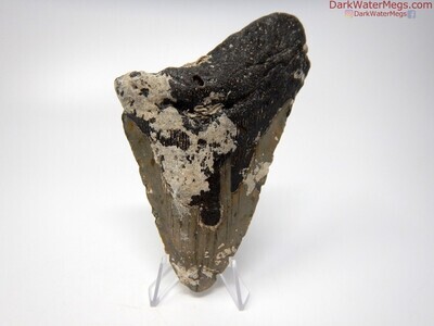 5.11" uncleaned megalodon tooth