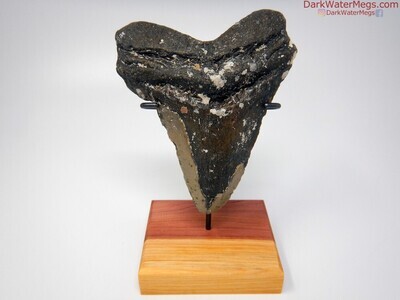 4.99" uncleaned megalodon tooth