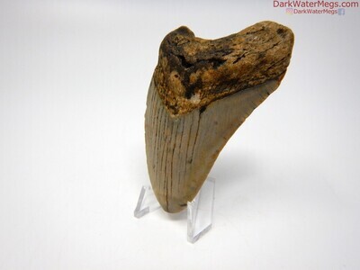 3.10" bargain megalodon tooth