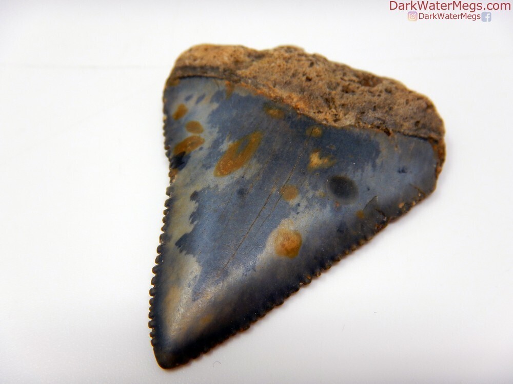 1.83&quot; multi colored great white fossil