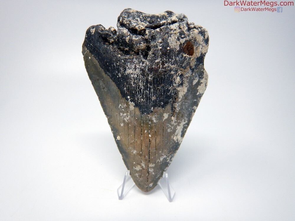 5.26&quot; uncleaned megalodon tooth