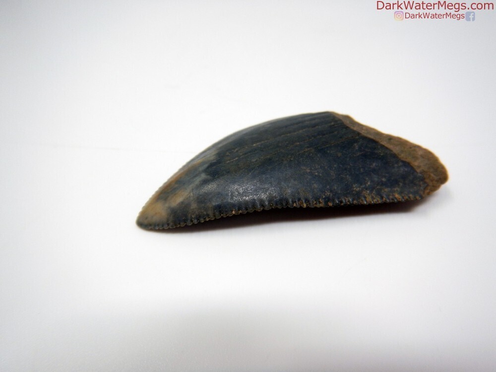 2.37&quot; large dark great white fossil