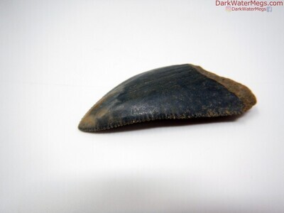 2.37" large dark great white fossil