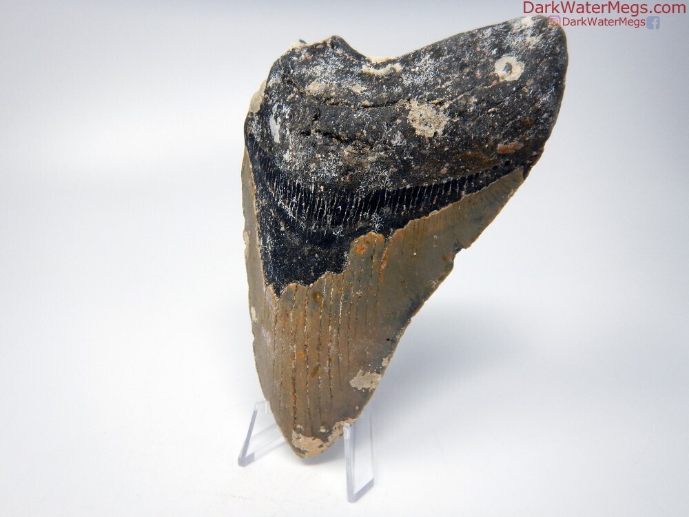 5.73&quot; natural megalodon tooth