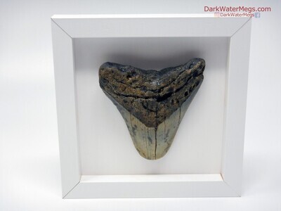 3.81" very wide megalodon in frame