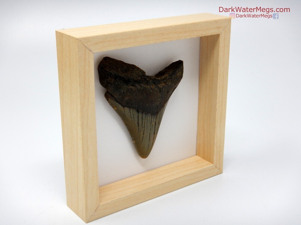3.03&quot; framed megalodon