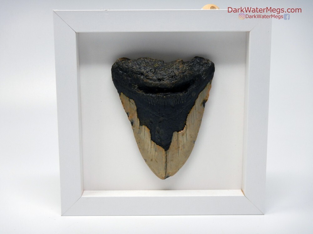 3.77&quot; stout megalodon in frame