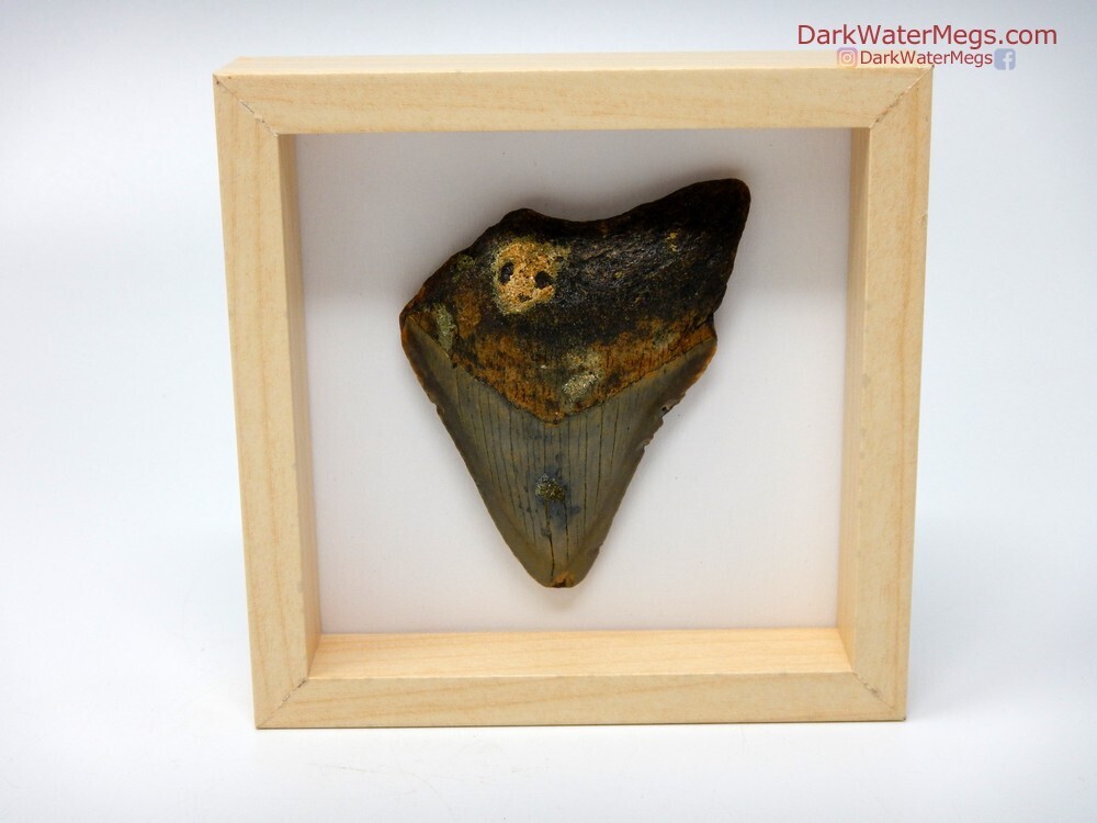 3.07&quot; framed megalodon