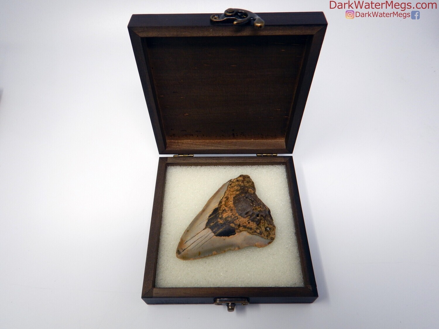 3.90&quot; beautiful megalodon in box
