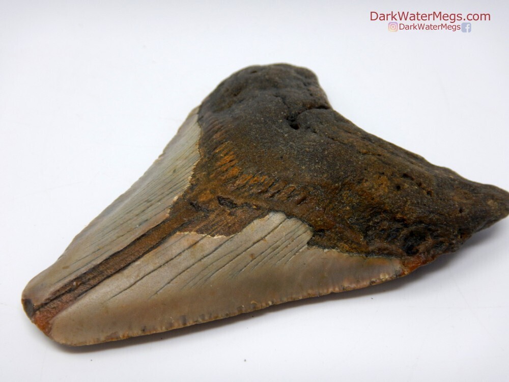 4.08&quot; orange and tan megalodon