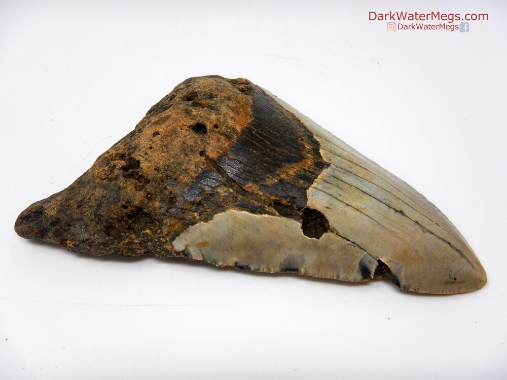 4.22&quot; large megalodon
