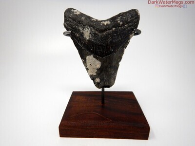 3.78" uncleaned megalodon with stand