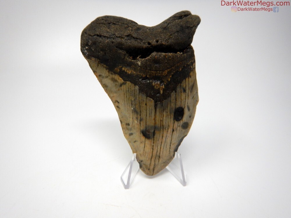 4.35&quot; bargain megalodon with stand