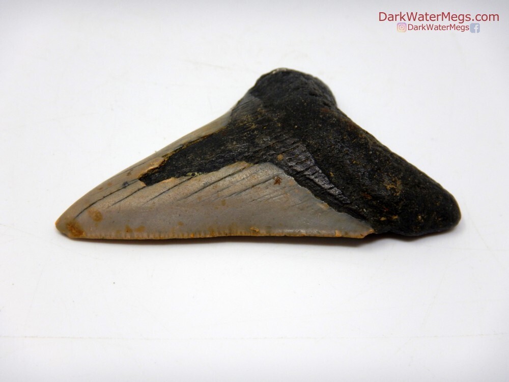 3.01&quot; fossil megalodon