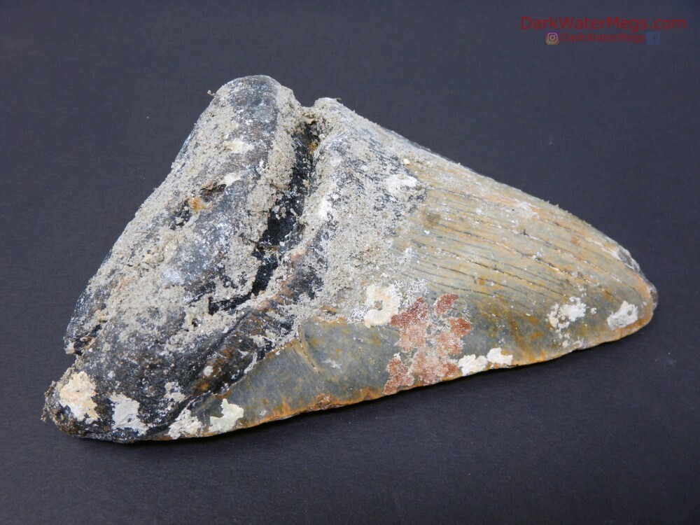 5.39&quot; fossil megalodon