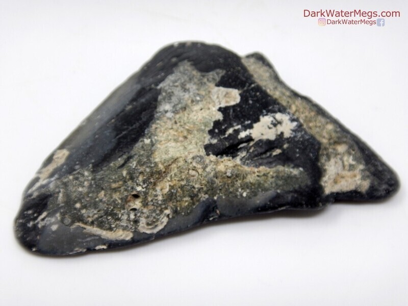 3.31" natural megalodon