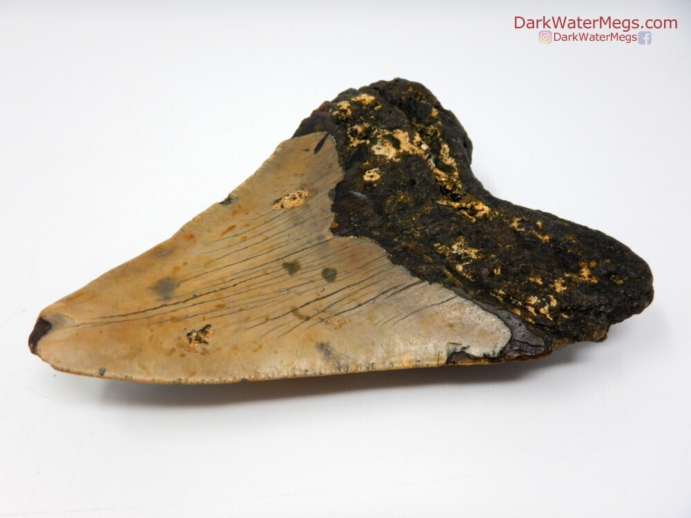 5.21&quot; fossil megalodon