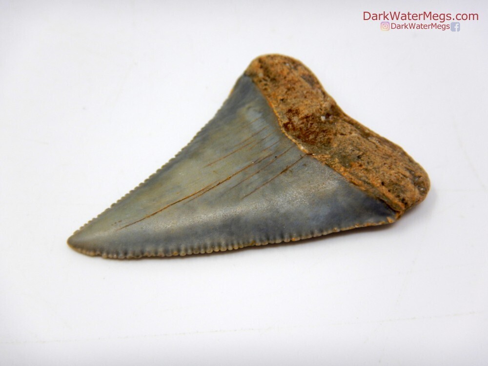 2.03&quot;curved sharp serrated great white