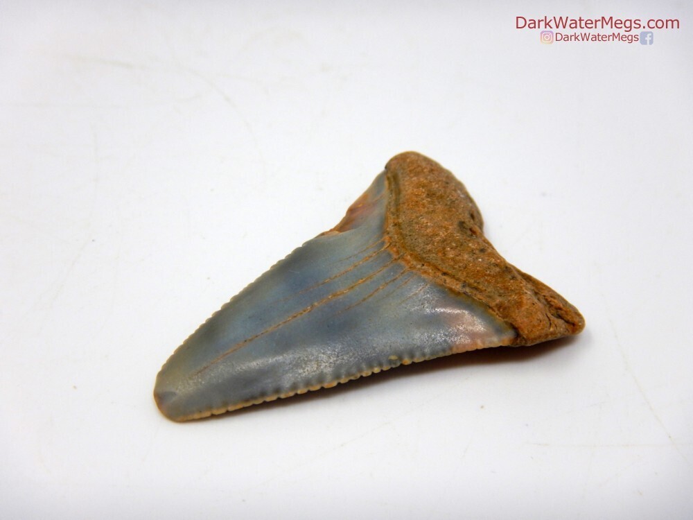 1.68&quot;fossil great white with some wild colors