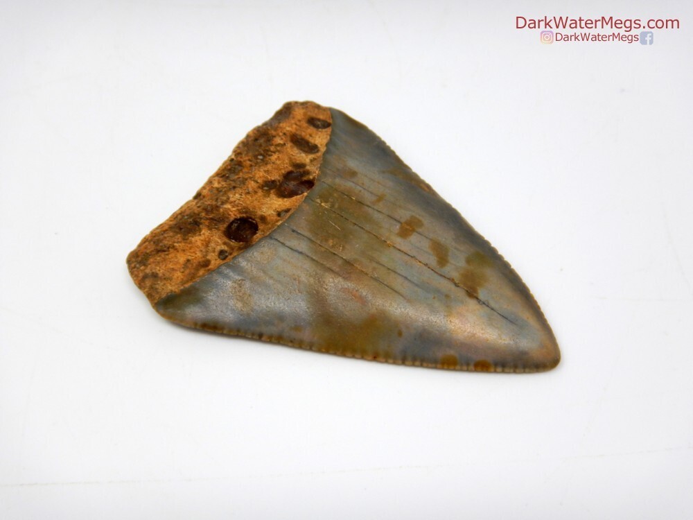 2.15&quot;large fossil great white