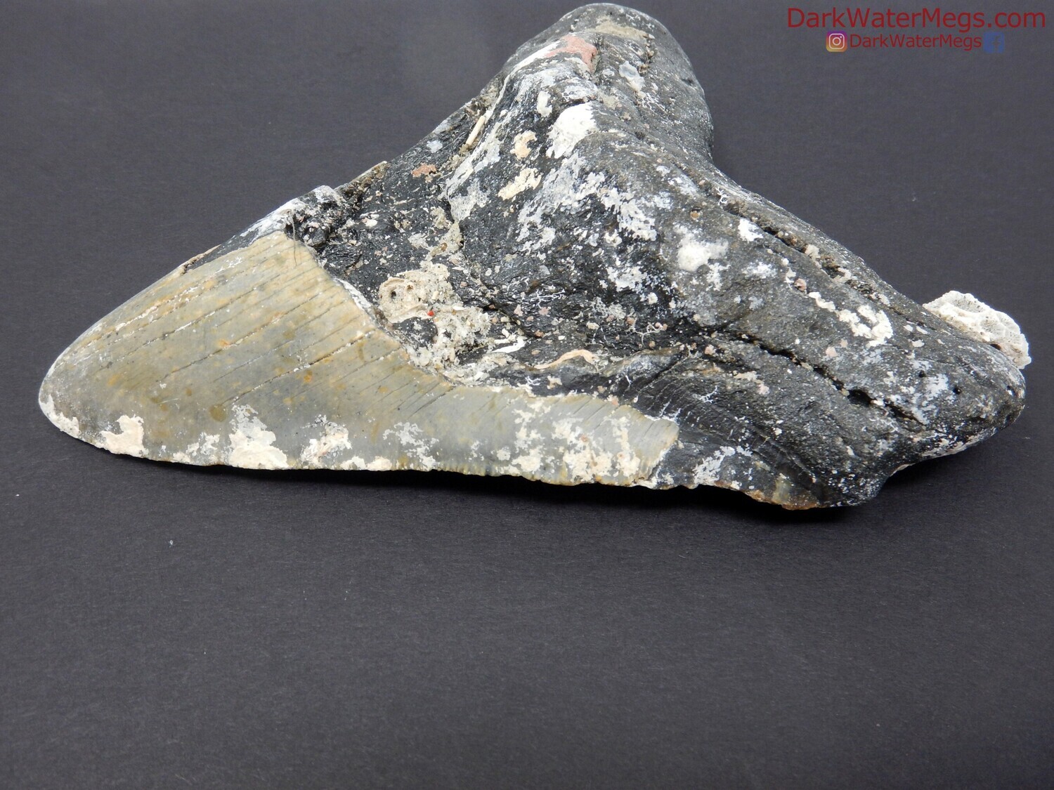5.40&quot; uncleaned fossil megalodon