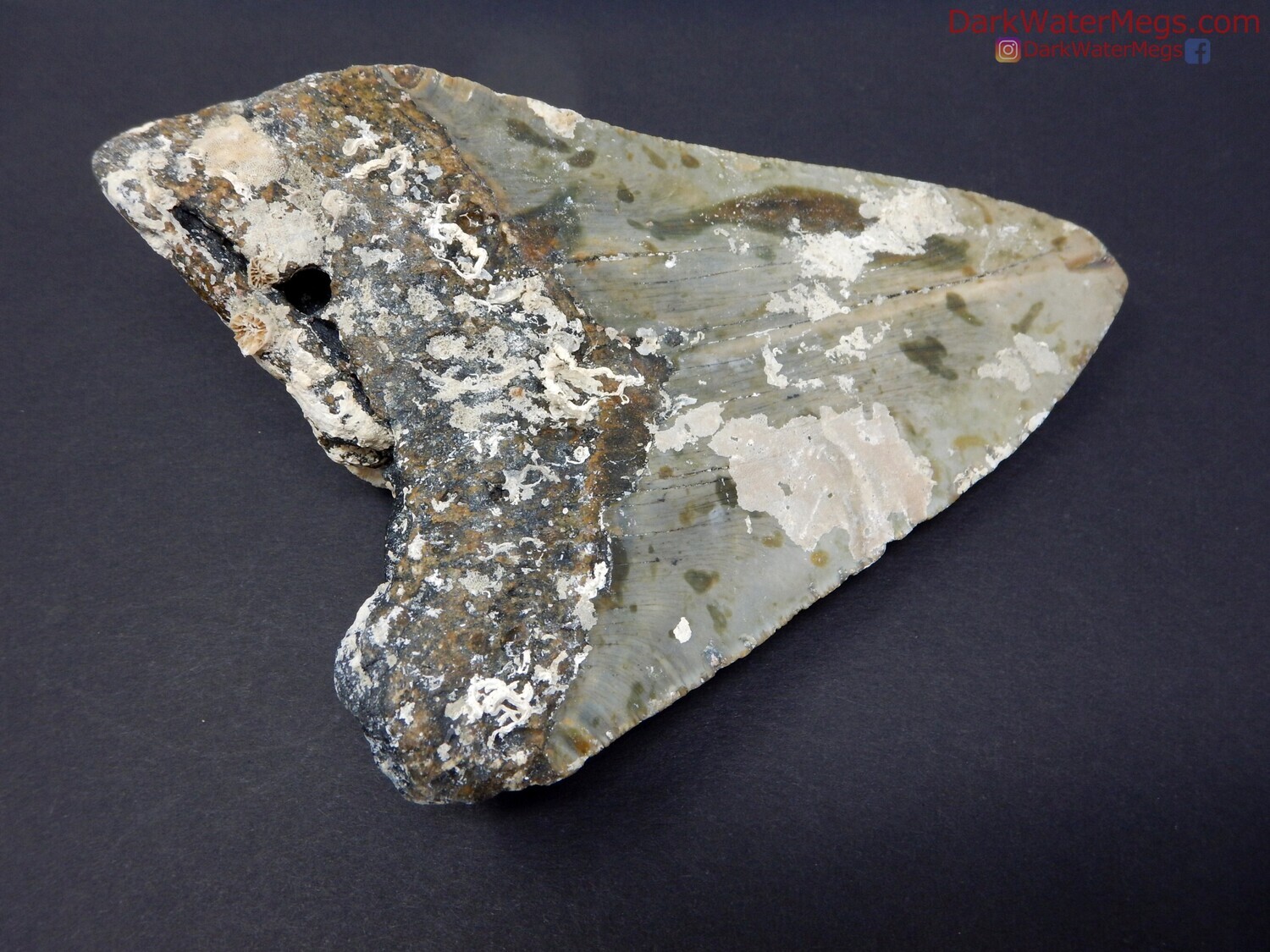 5.62&quot; fossil megalodon uncleaned