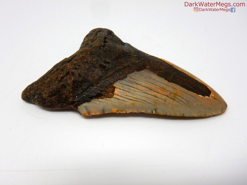 3.99" fossil megalodon