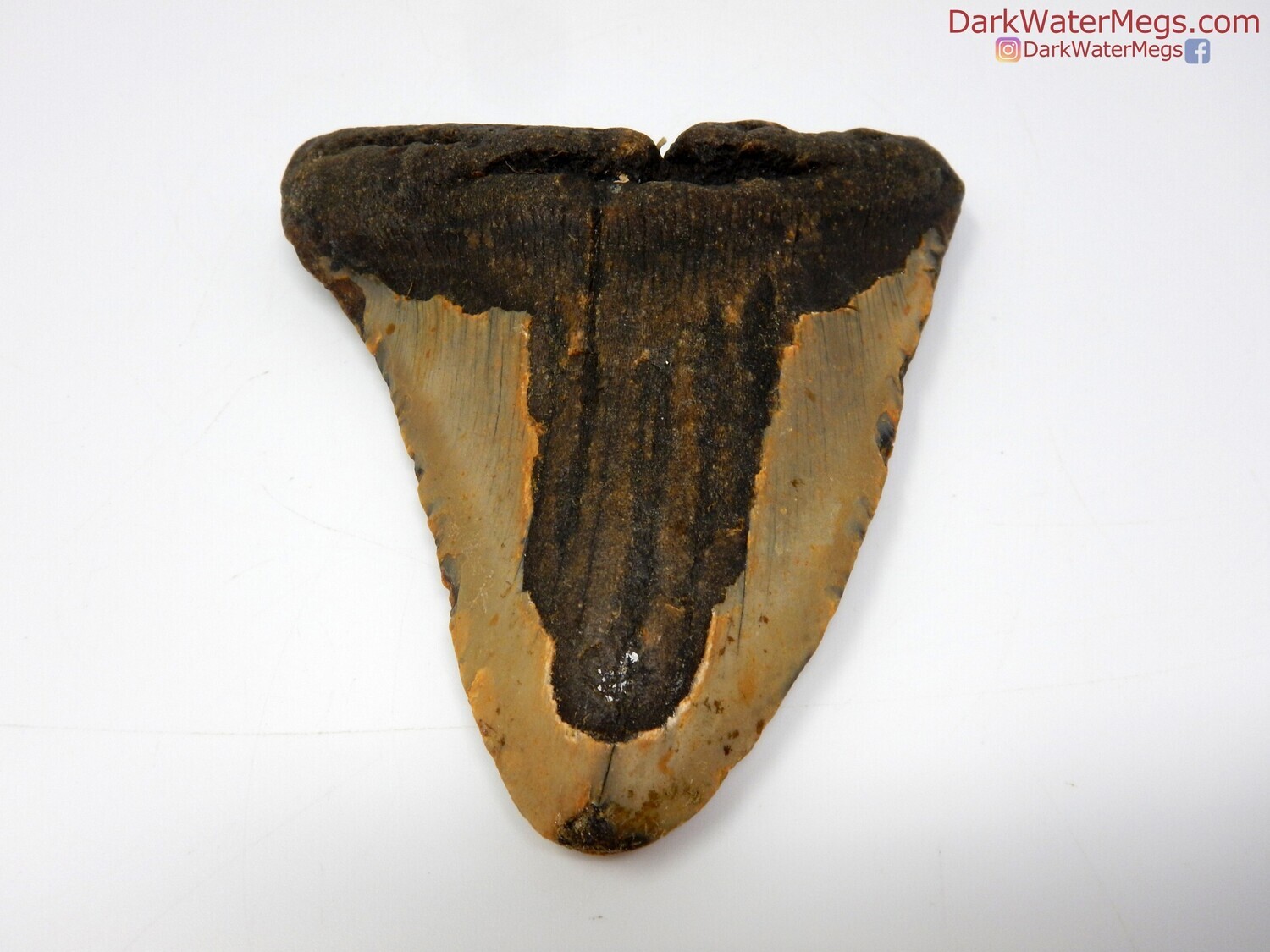 4.53&quot; fossil megalodon