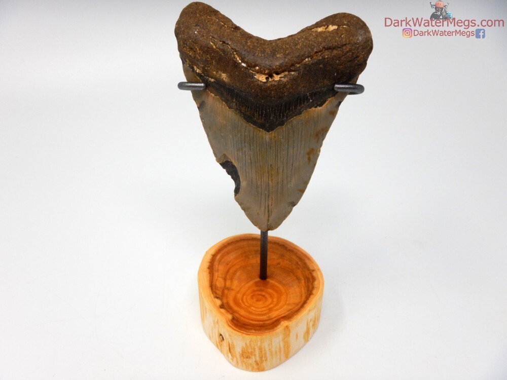 3.97&quot; megalodon with wood stand