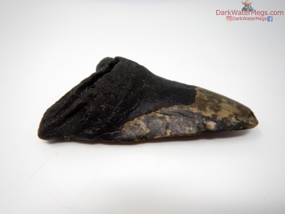 4.30&quot; dark patterned megalodon