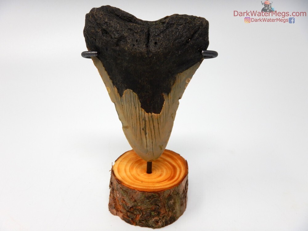 3.94&quot; megalodon on wood stand