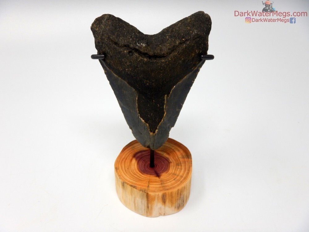 3.99&quot; dark megalodon with wood stand