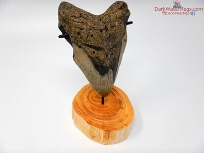 5.22" large megalodon with wood stand